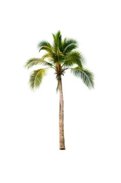Palm tree or Coconut tree ,a green leaf isolation for summer background ,relax a Stock Photos