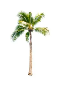 Palm tree or Coconut tree ,a green leaf isolation for summer background ,relax a Stock Photos