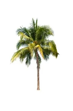 Palm tree or Coconut tree ,a green leaf isolation for summer background ,relax a Stock Photos