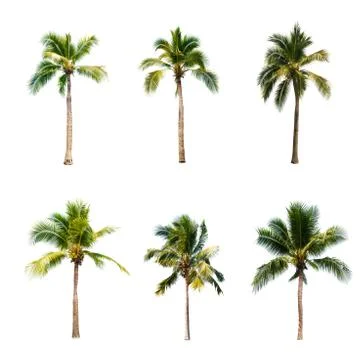 Palm tree or Coconut tree ,a green leaf isolation for summer background ,relax a Stock Photos