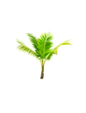 Palm tree or Coconut tree ,a green leaf isolation for summer background ,relax a Stock Photos