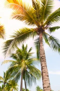 Palm tree or Coconut tree ,a green leaf isolation for summer background ,relax a Stock Photos