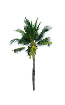 Palm tree or Coconut tree ,a green leaf isolation for summer background ,relax a 写真素材
