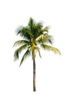 Palm tree or Coconut tree ,a green leaf isolation for summer background ,relax a Stock Photos