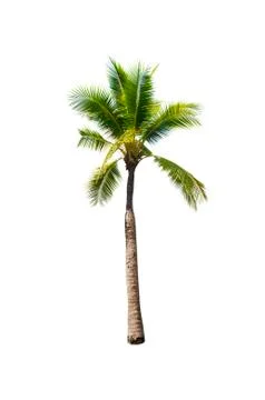 Palm tree or Coconut tree ,a green leaf isolation for summer background ,relax a Stock Photos