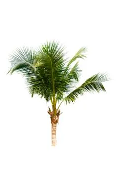 Palm tree or Coconut tree ,a green leaf isolation for summer background ,relax a Stock Photos