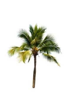 Palm tree or Coconut tree ,a green leaf isolation for summer background ,relax a Stock Photos