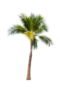 Palm tree or Coconut tree ,a green leaf isolation for summer background ,relax a Stock Photos
