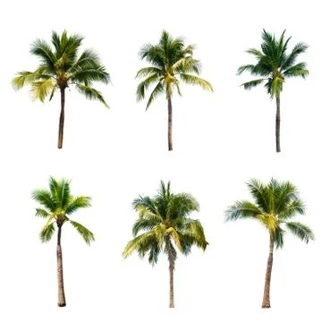 Palm tree or Coconut tree ,a green leaf isolation for summer background ,relax a Stock Photos