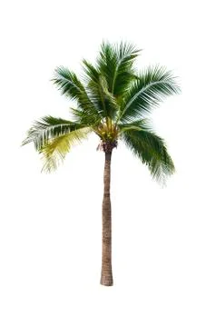 Palm tree or Coconut tree ,a green leaf isolation for summer background ,relax a Stock Photos