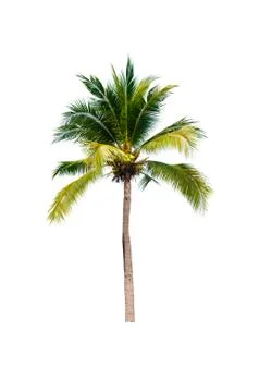 Palm tree or Coconut tree ,a green leaf isolation for summer background ,relax a Stock Photos