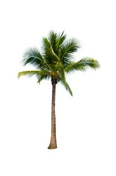 Palm tree or Coconut tree ,a green leaf isolation for summer background ,relax a Stock Photos