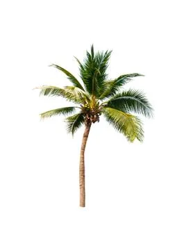 Palm tree or Coconut tree ,a green leaf isolation for summer background ,relax a Stock Photos