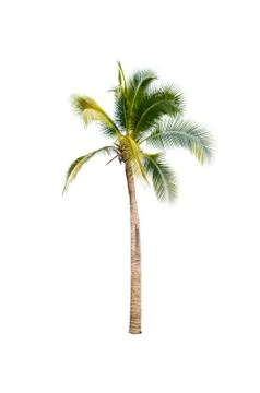 Palm tree or Coconut tree ,a green leaf isolation for summer background ,relax a Foto stock