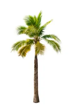 Palm tree or Coconut tree ,a green leaf isolation for summer background ,relax a Stock Photos