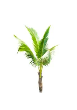 Palm tree or Coconut tree ,a green leaf isolation for summer background ,relax a Stock Photos