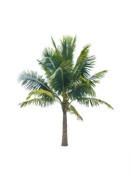 Palm tree or Coconut tree ,a green leaf isolation for summer background ,relax a Stock Photos