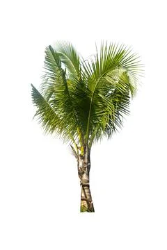 Palm tree or Coconut tree ,a green leaf isolation for summer background ,relax a Stock Photos