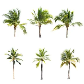 Palm tree or Coconut tree ,a green leaf isolation for summer background ,relax a Stock Photos