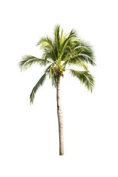 Palm tree or Coconut tree ,a green leaf isolation for summer background ,relax a Stock Photos