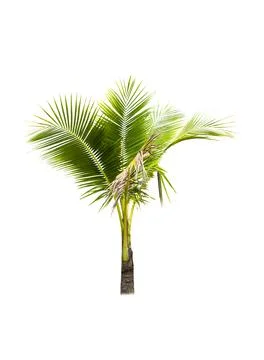 Palm tree or Coconut tree ,a green leaf isolation for summer background ,relax a Stock Photos