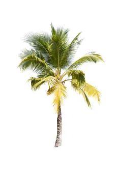 Palm tree or Coconut tree ,a green leaf isolation for summer background ,relax a Stock Photos