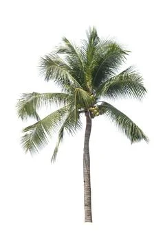 Palm tree or Coconut tree ,a green leaf isolation for summer background ,relax a Stock Photos