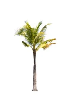 Palm tree or Coconut tree ,a green leaf isolation for summer background ,relax a Stock Photos