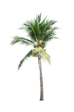Palm tree or Coconut tree ,a green leaf isolation for summer background ,relax a Stock Photos