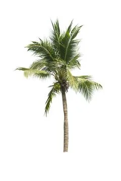 Palm tree or Coconut tree ,a green leaf isolation for summer background ,relax a Stock Photos