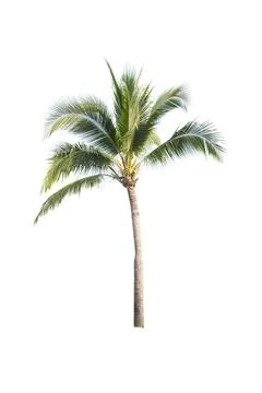 Palm tree or Coconut tree ,a green leaf isolation for summer background ,relax a Stock Photos