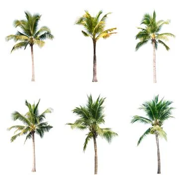 Palm tree or Coconut tree ,a green leaf isolation for summer background ,relax a Stock Photos