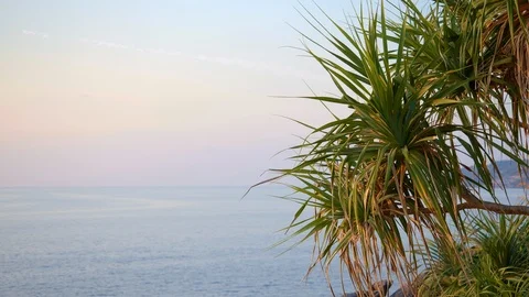 Palm tree or pandan in warm sunset beach with rock and hill covered with forest 動画素材 114915414