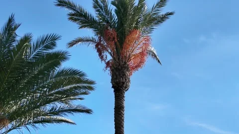 Palm Tree With Orange Dates Tilt Up Stock Footage 339461976