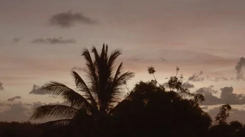 Palm tree in orange sunset with a bird redkomodo 4k Stock Footage 253489744