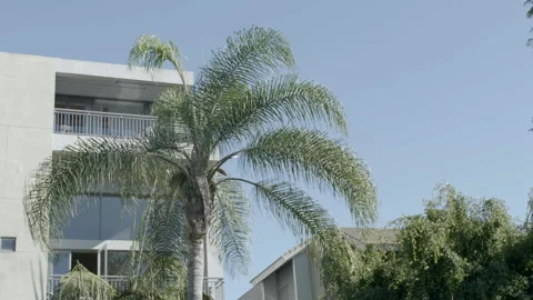Palm Tree Outside Modern Residential Apartment Building 库存影片 343967844