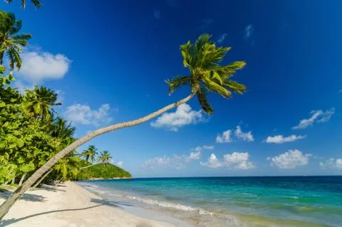 Palm Tree over Beach Stock Photos