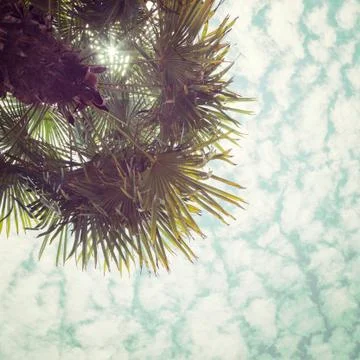 Palm Tree over Beautiful Clouds and Sun Stock Photos