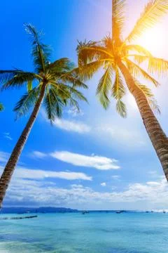 Palm tree over luxury beach Fotos Stock