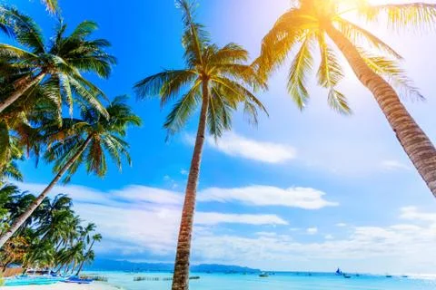 Palm tree over luxury beach Foto stock