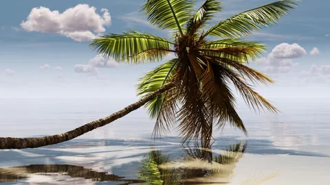 Palm tree over the sea in summer near the beach. Stock-Footage 251045594