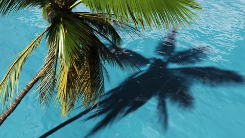 Palm tree over the sea in summer near the beach. Video stock 251752346