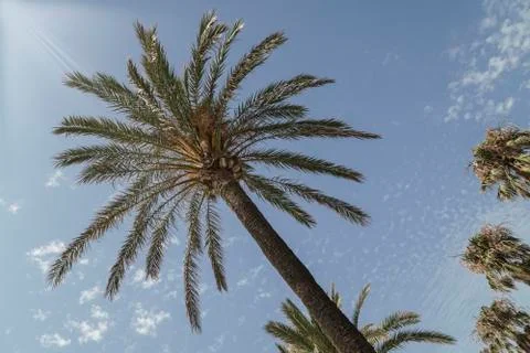 Palm tree over sky Stock Photos