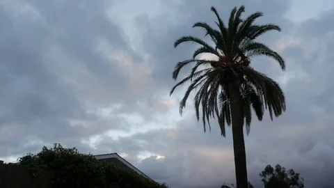 PALM TREE OVERCAST CLOUDY SUNSET Stock Footage 75617331