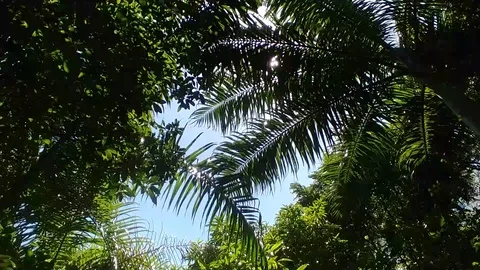 Palm Tree Overhead Shot Summer Video stock 111021925