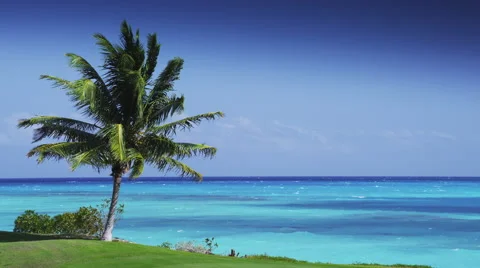 Palm Tree Overlooking the Ocean Stock Footage 66520964