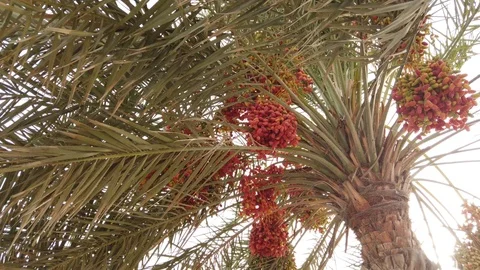 PALM TREE ON PALM SEASON Video stock 111475895
