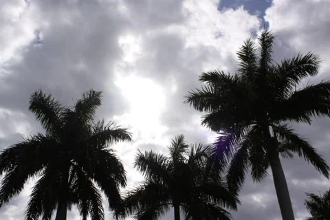 Palm Tree: Palm Time Lapse Stock Footage 352433