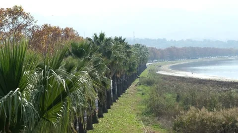 Palm tree, palm trees and sea can be seen on the beach Stock Footage 166364532