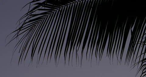 A palm tree palms blowing in the wind at dusk. Stock Footage 171520202